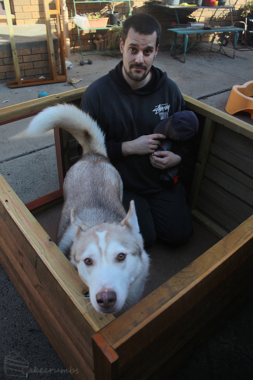 Cakecrumbs' Bacon and Meatball Pupcakes 021