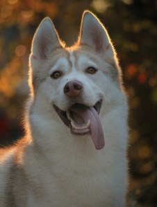 Cakecrumbs' Bacon and Meatball Pupcakes 028