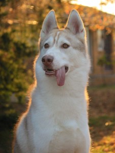 Cakecrumbs' Bacon and Meatball Pupcakes 029
