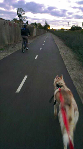 Cakecrumbs' Bacon and Meatball Pupcakes 030